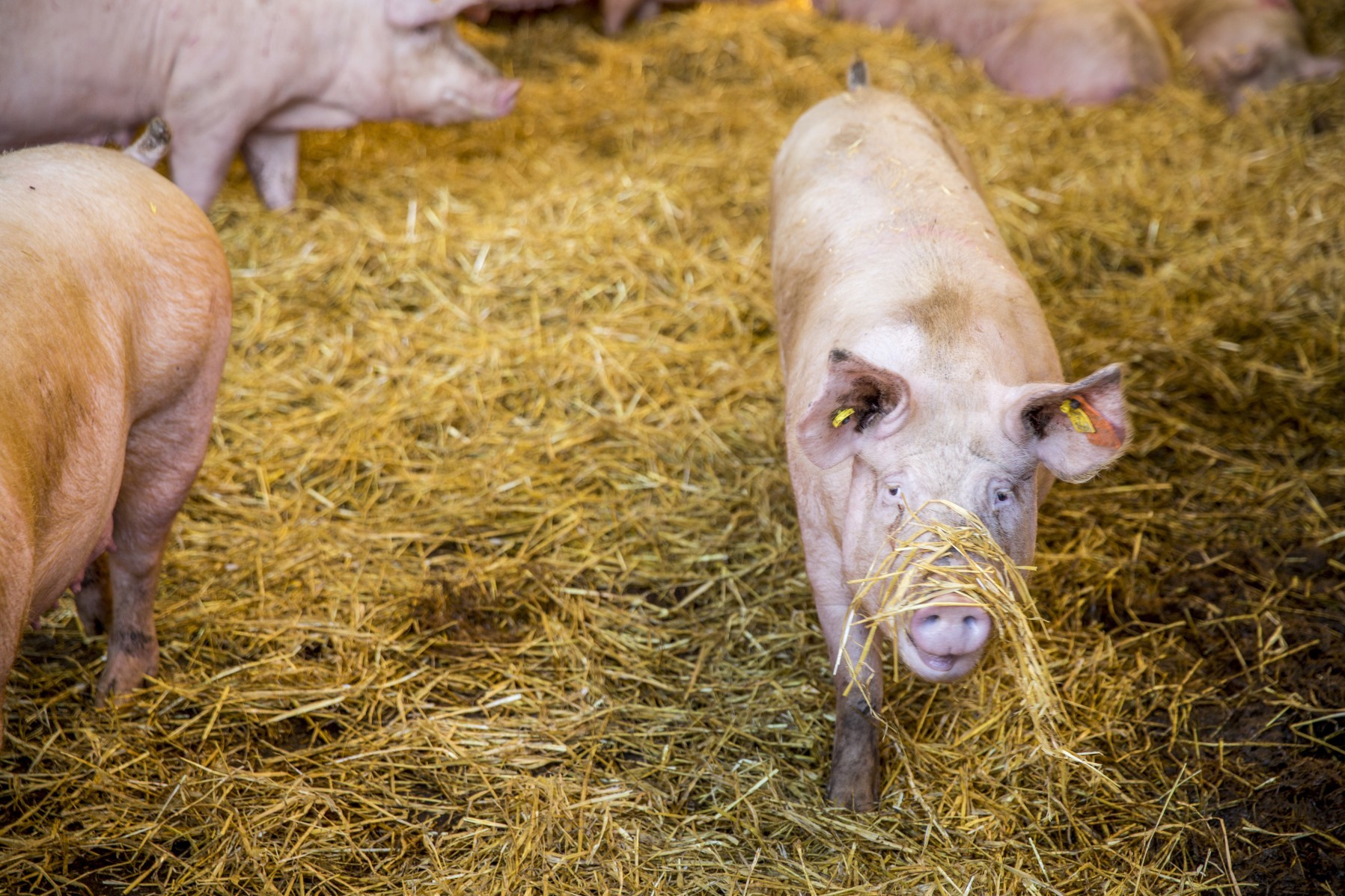A piglet with straw on their nose, in a high welfare farm