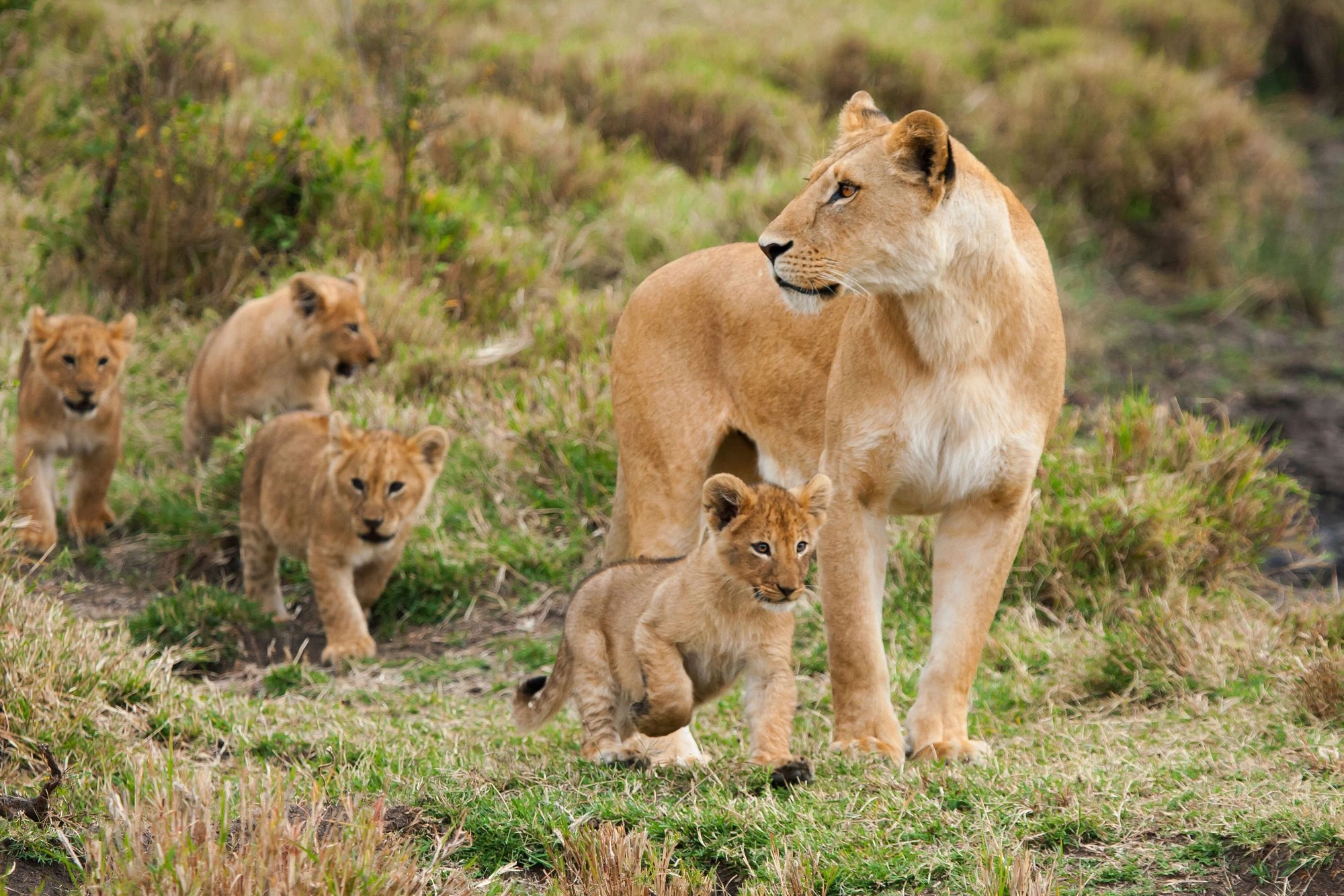 A lioness and her four young cubs in a national park in Kenya. World Animal Protection believes that wild animals should be left in the wild and not be used for entertainment. Credit Line: iStock. by Getty Images