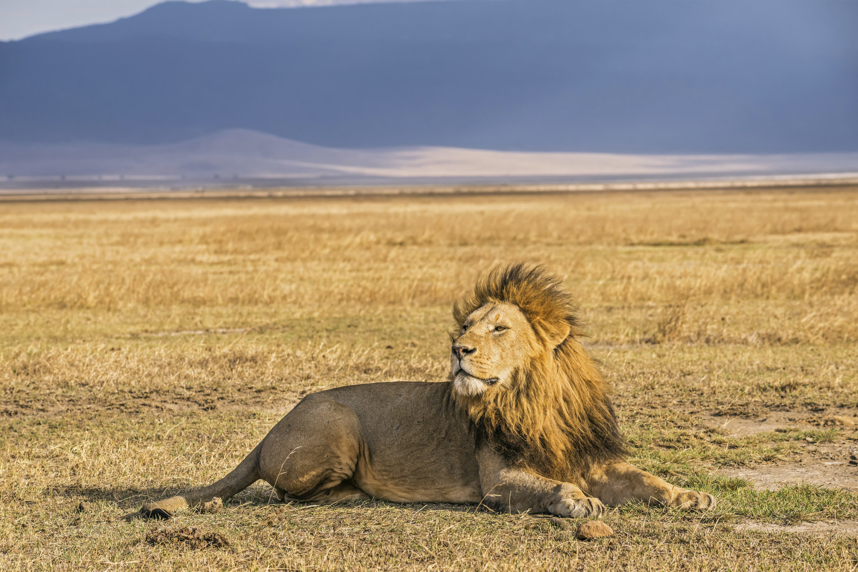 A wild lion resting in the Ngorongoro Crater National Park, Tanzania.