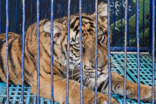 A captive tiger in Thailand used for tourist entertainment.