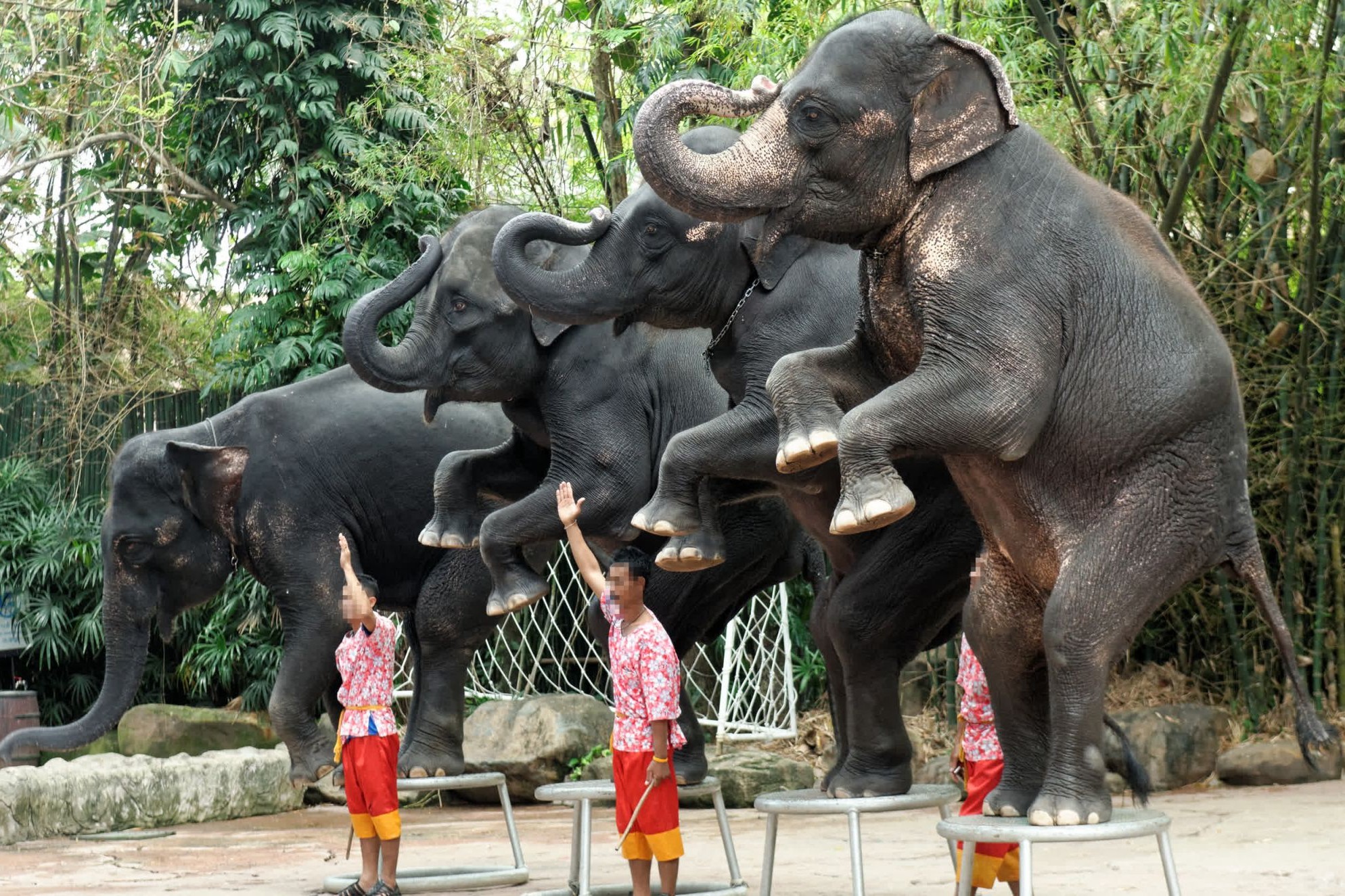 Elephants performing