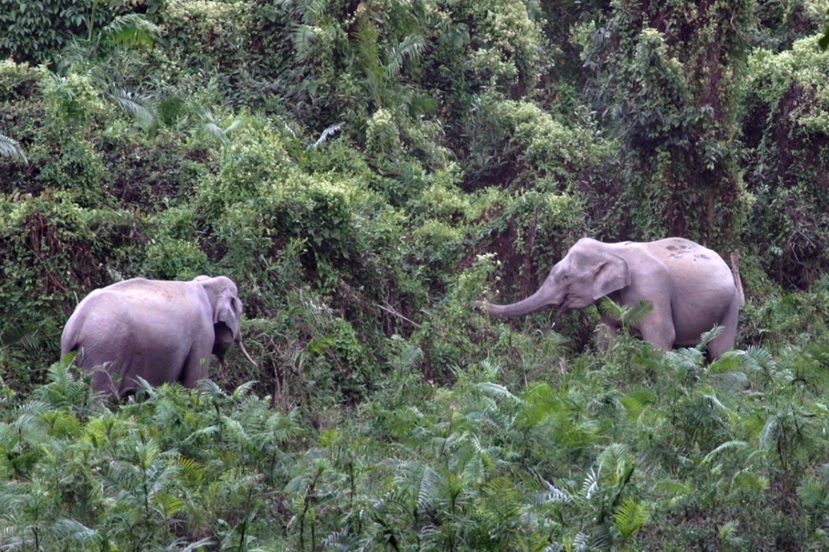 Elephants in Kaziranga National Park in the state of Assam, India.