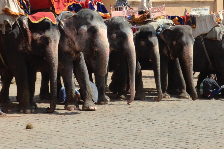 Elephants line up to give tourists rides