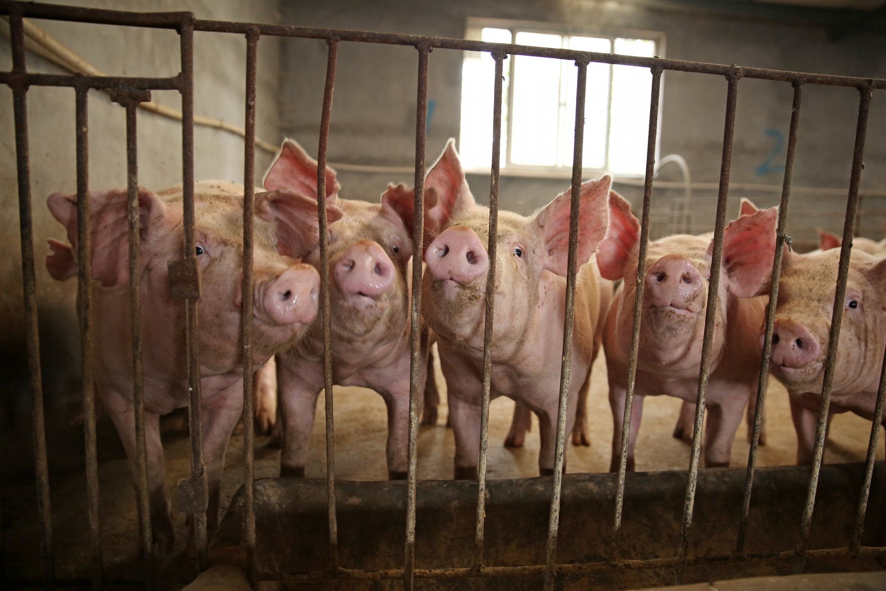 Pigs in sow stalls