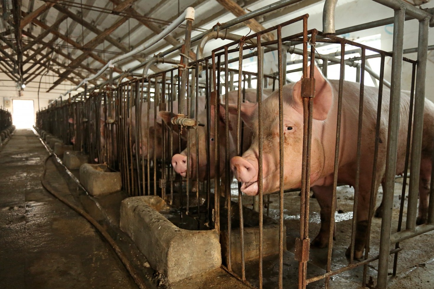 Pictured: Female breeding pigs kept in sow stalls