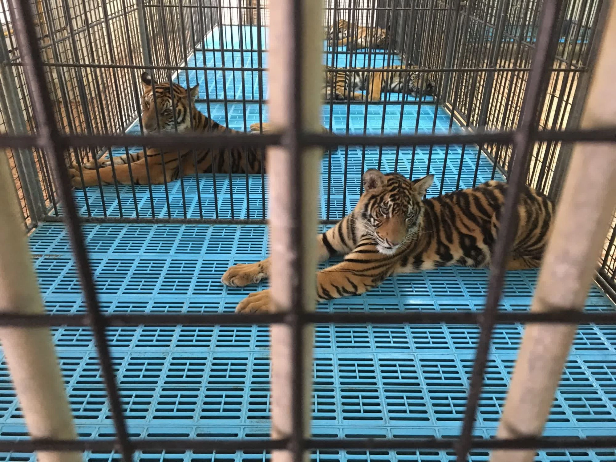 Tigers used for entertainment trapped in barren cages, Thailand