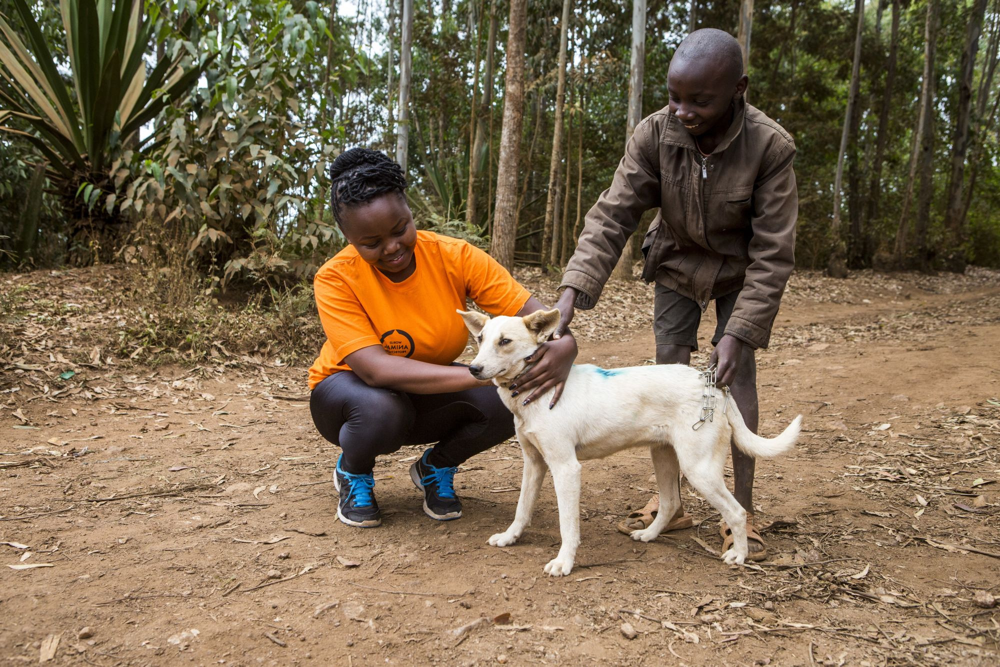 Vaccinating against rabies in four African countries