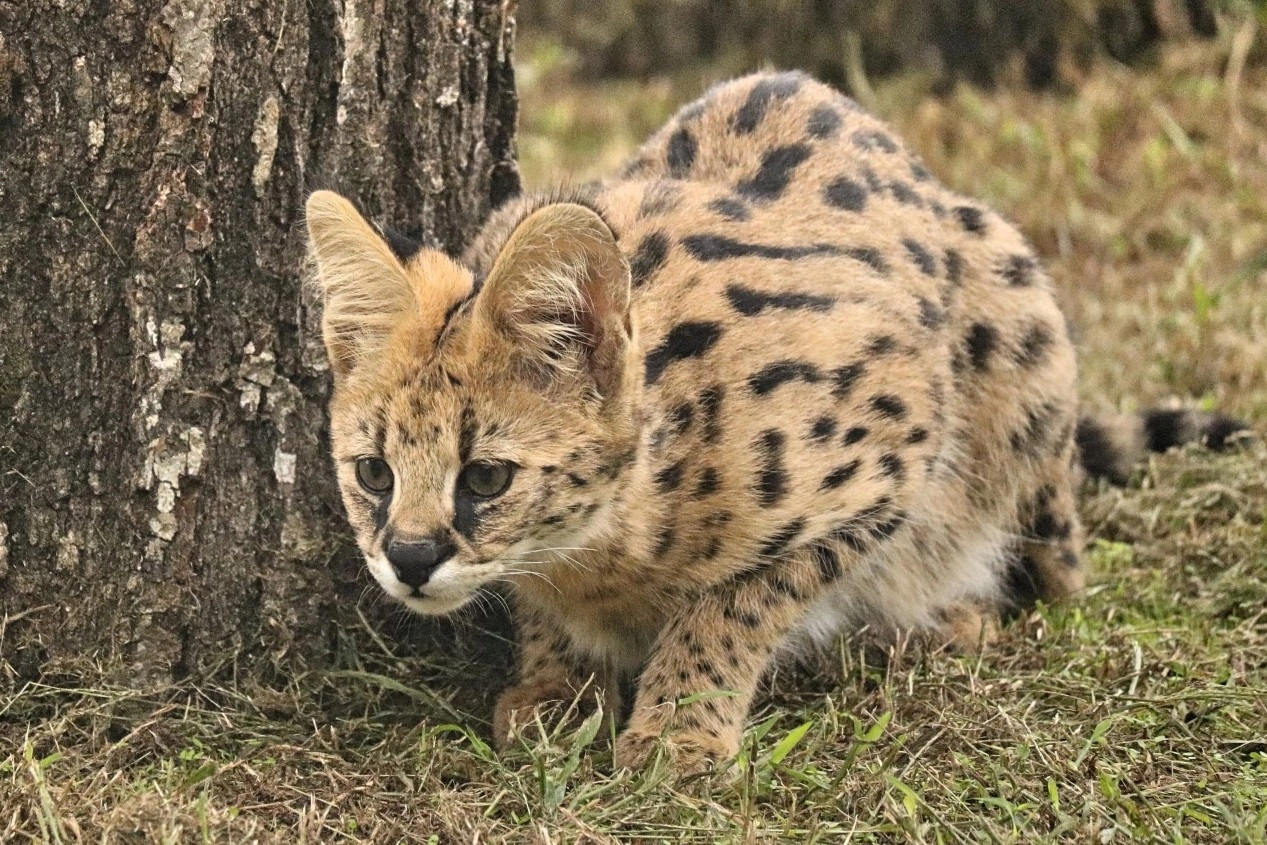 Pictured: A serval cat in a sanctuary.