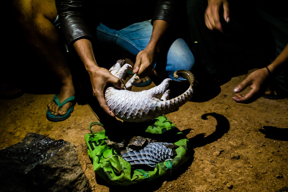 Pangolins are poached from the wild to be sold into the global wildlife trade