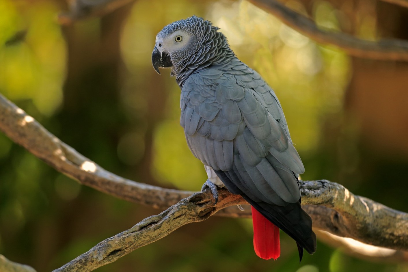 Pictured: An African Grey Parrot in the wild. Photo credit: Jurgen & Christine Sohns / Getty Images