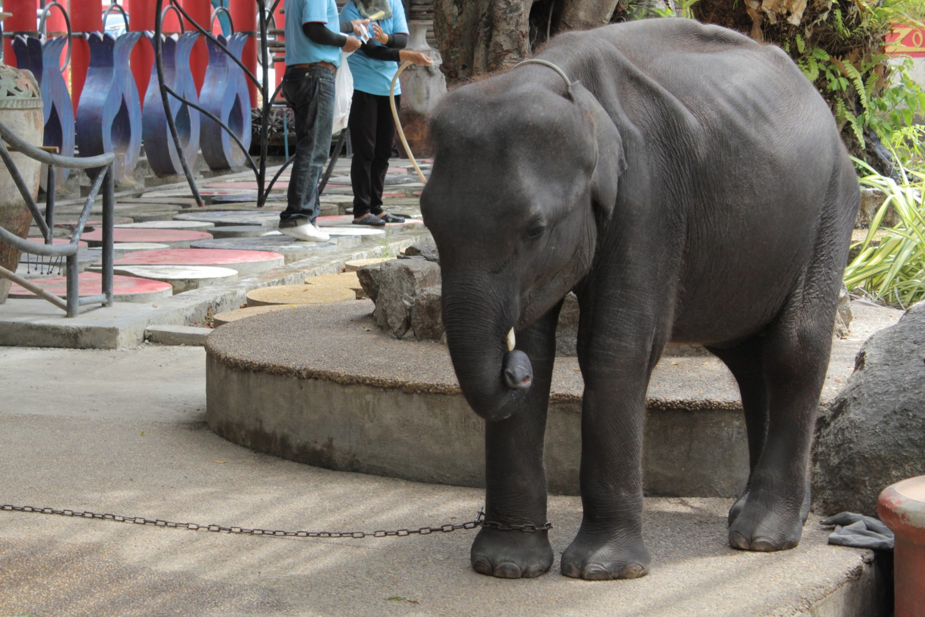 A baby elephant in Phuket zoo. Babies like this will have been subjected to the cruelty of 'the crush'
