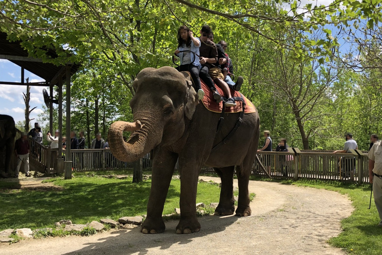 Until recently, elephant rides were offered at African Lion Safari.