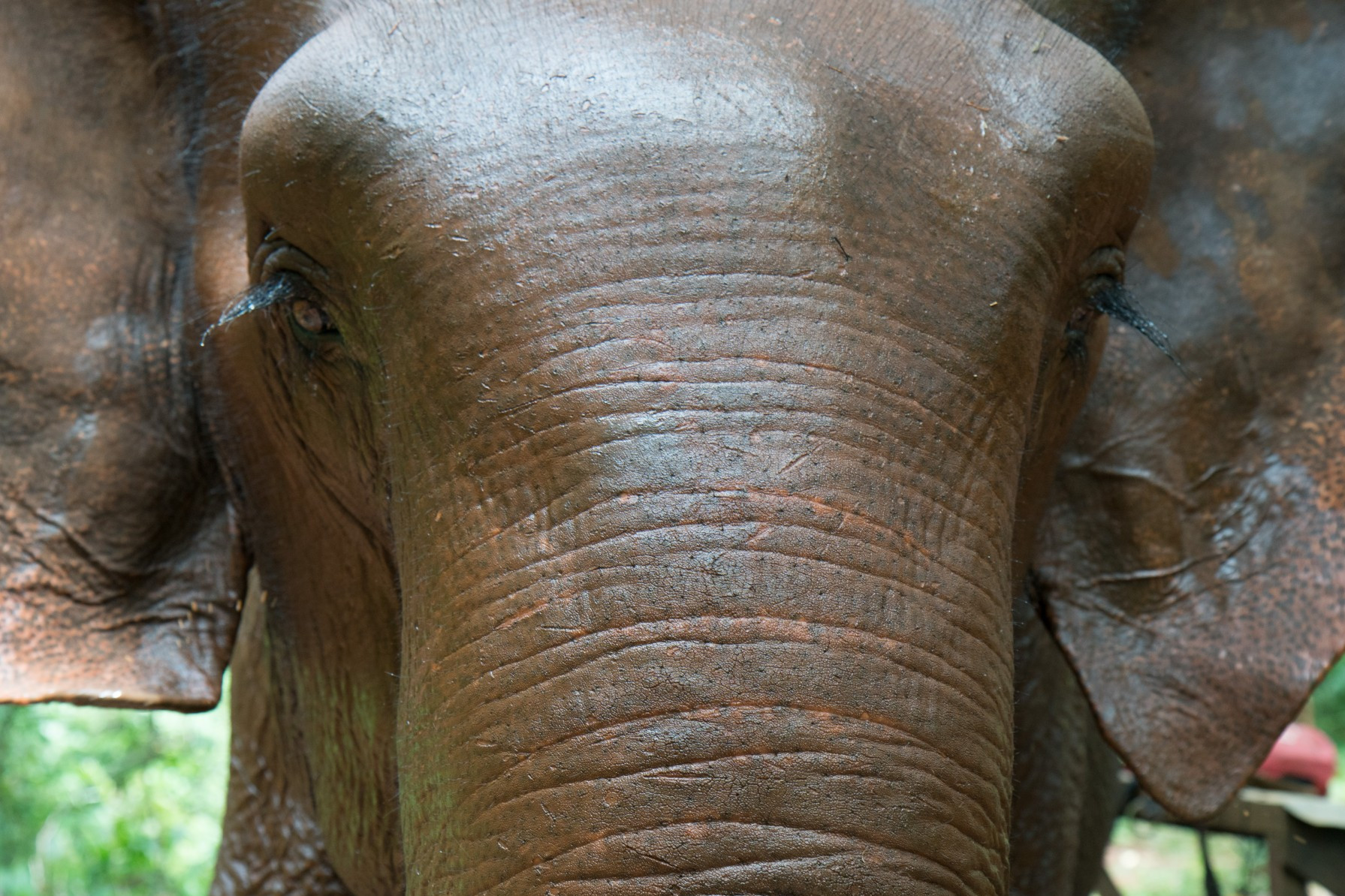 Pictured: The front of an elephant's face.