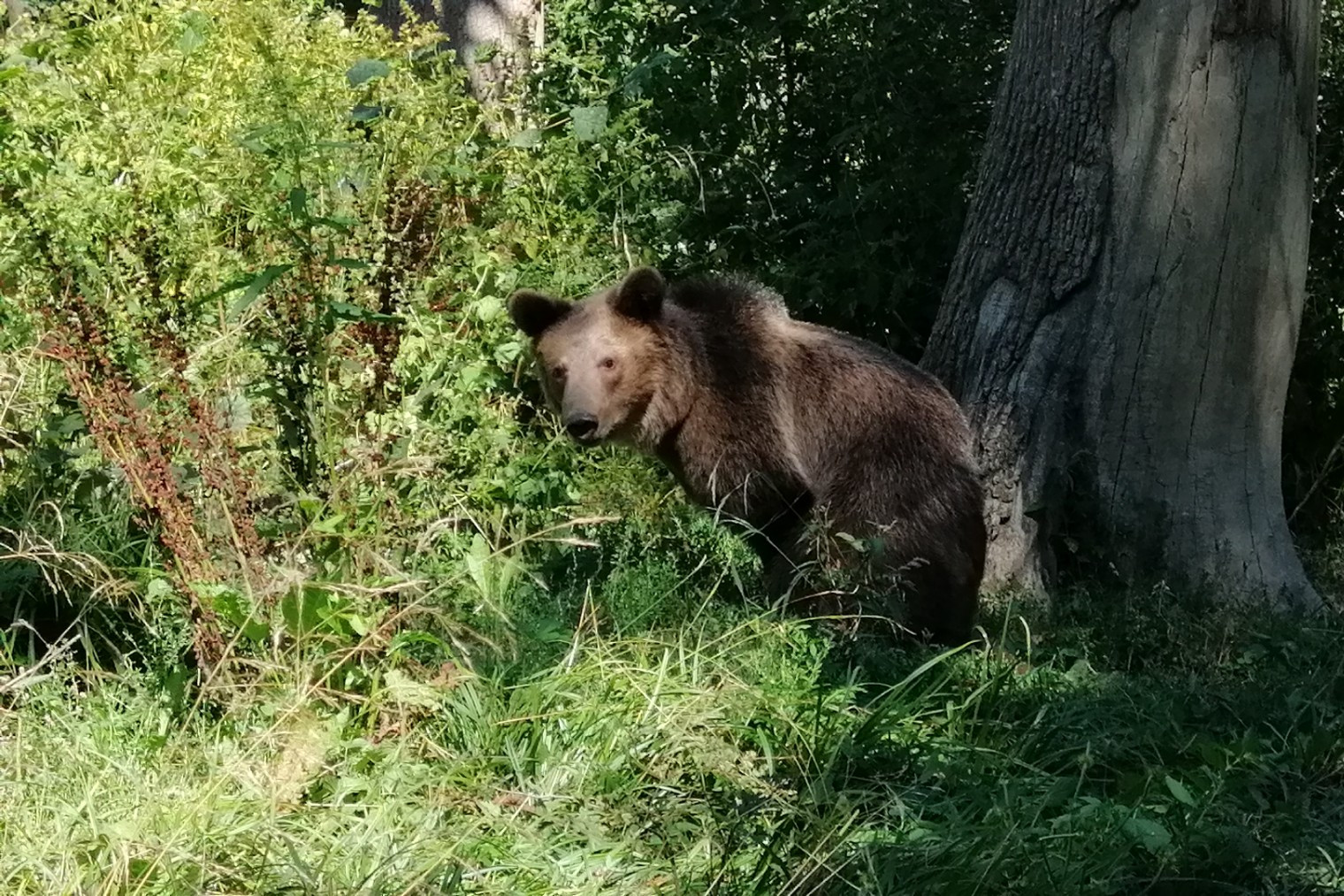 A bear at Libearty bear sanctuary by AMP