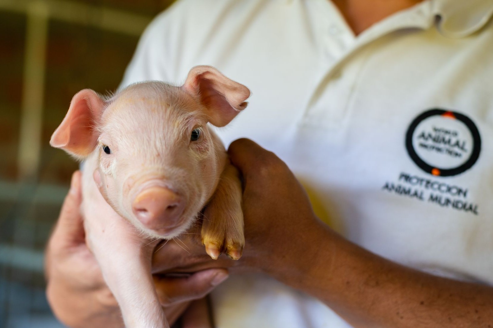 Pictured: One of the pigs we examined during our visit to a pig farm.