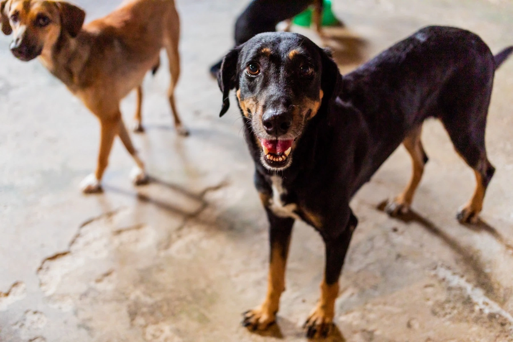 A happy dog in a shelter in Brazil.