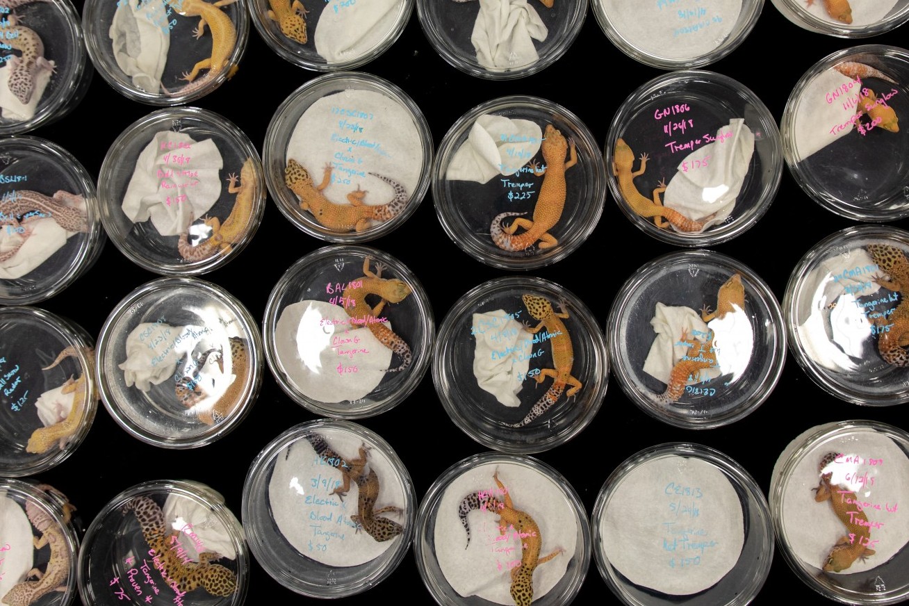 Lizards confined in tupperware at an exotic pet exposition.