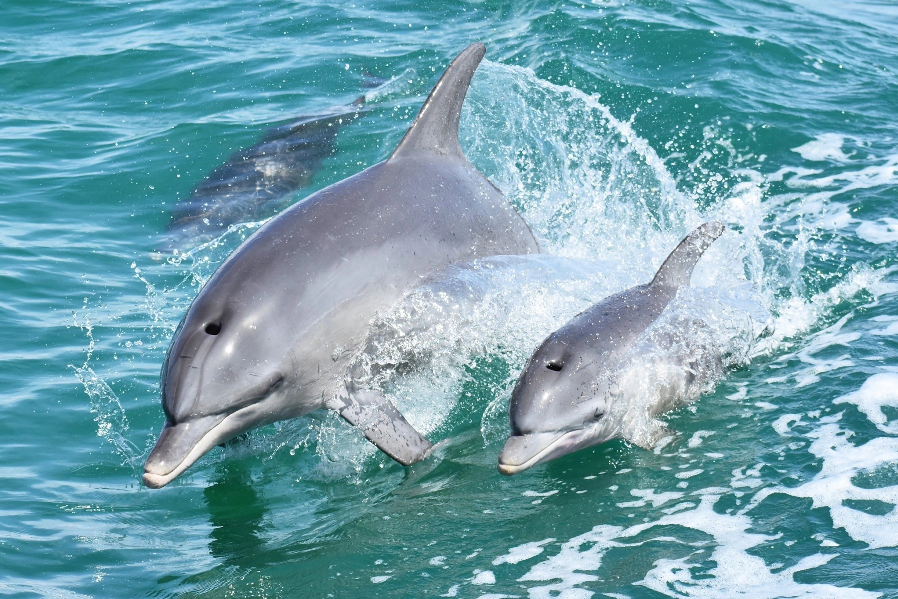 Wilde dolfijnen