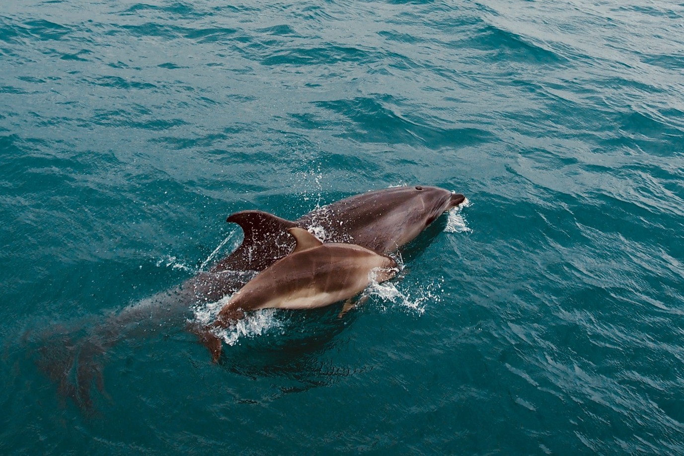 Wild dolphin mother and calf swimming happily in New Zealand - by Adrien Aletti