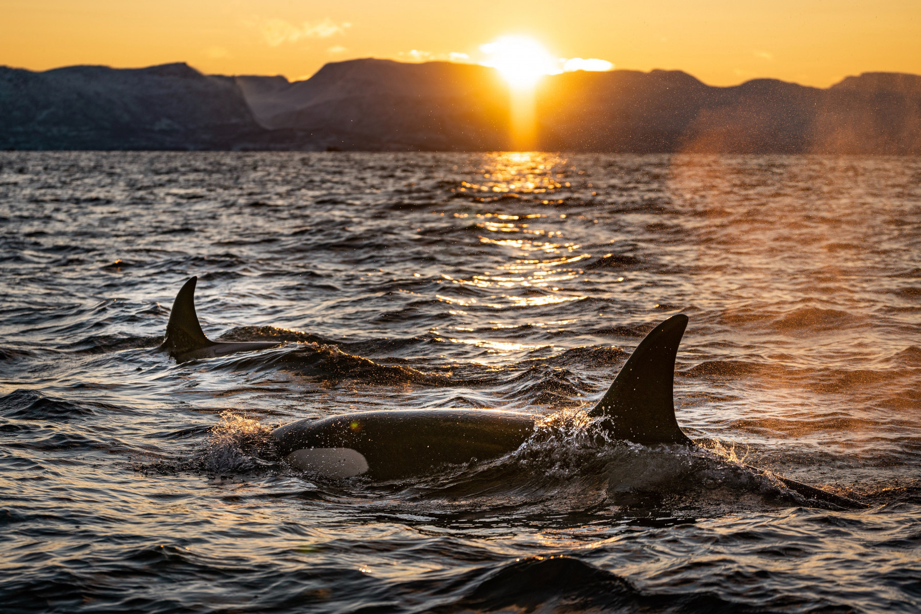 Two orca whales swimming in the ocean with the sun setting in the background.