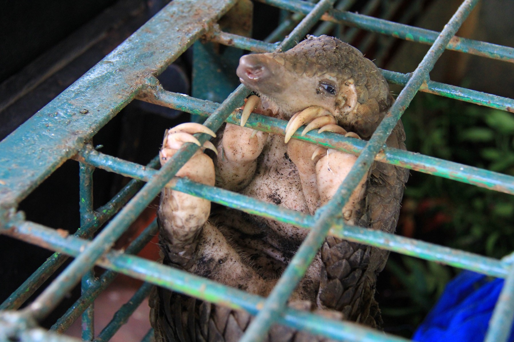 A pangolin caught in a cage in the wildlife trade
