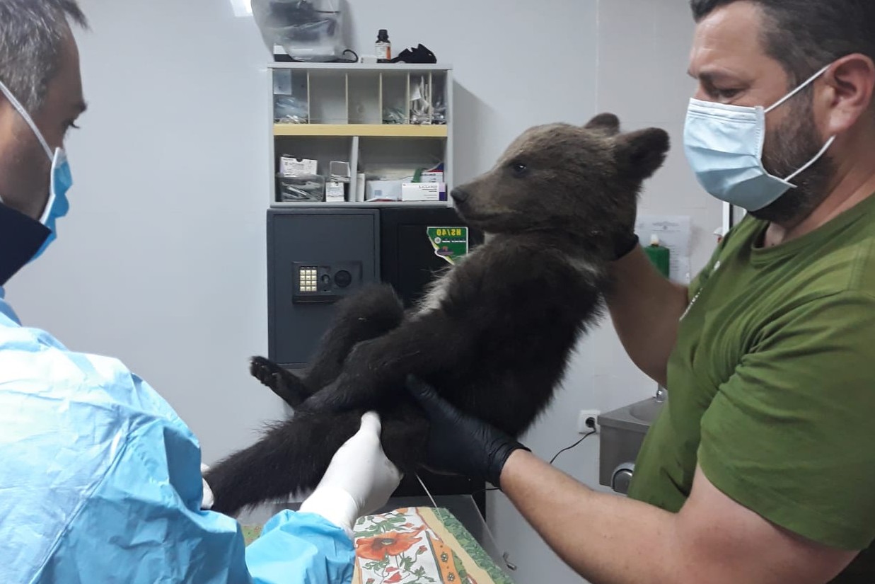 Pictured: The tiny cub Kenya receiving medical care at Libearty after her rescue.
