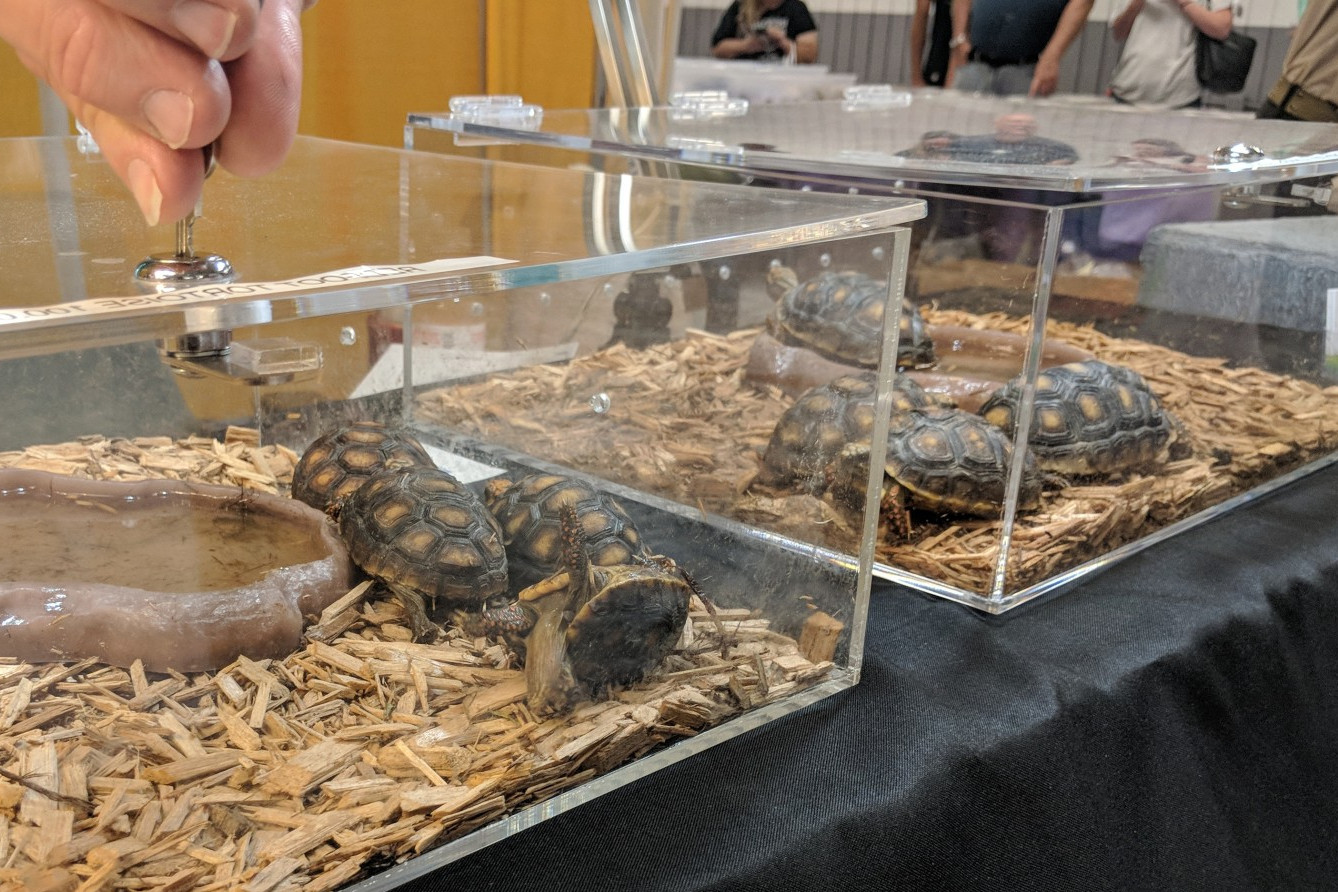 Pictured: Tortoises at an exotic pets exposition in the US.