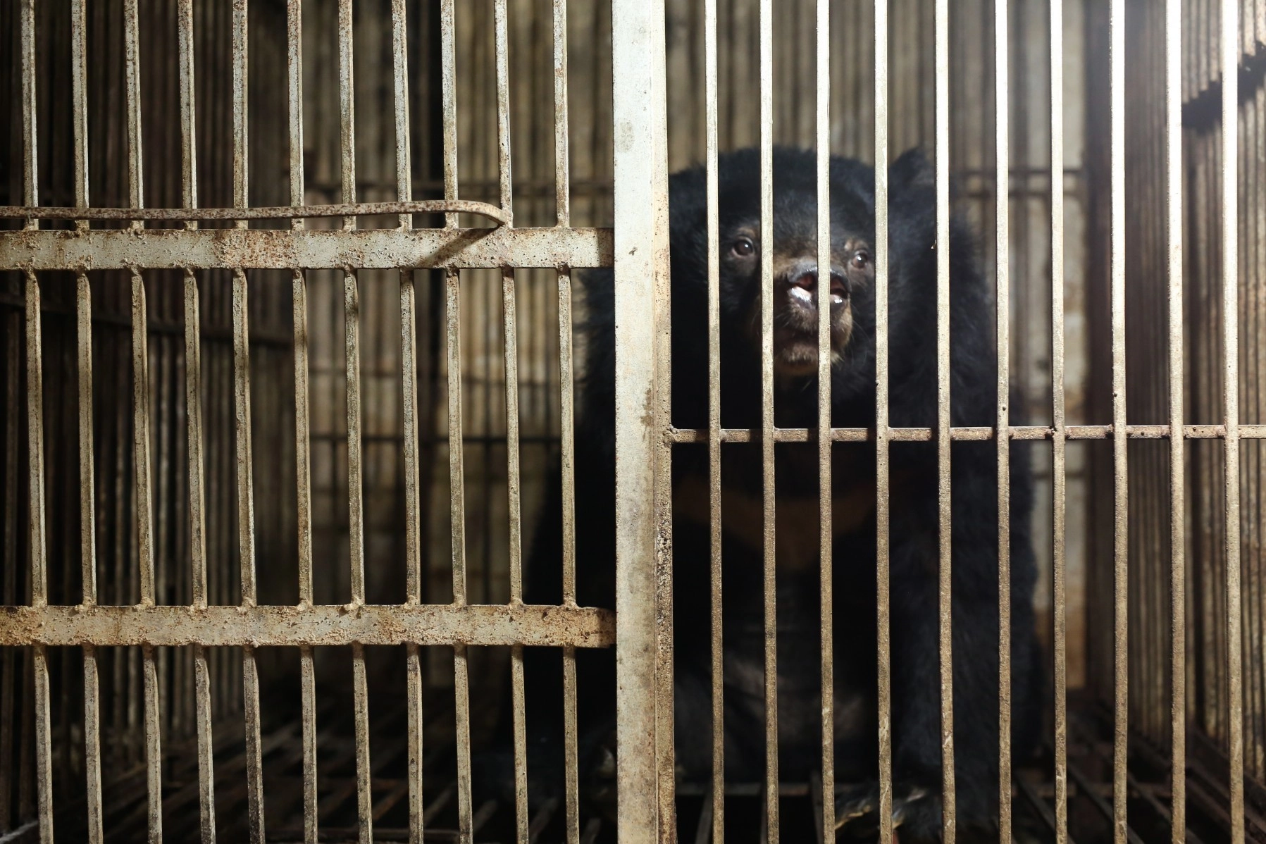 A bear in Vietnam behind cage bars. This bear was rescued by World Animal Protection and Animals Asia.