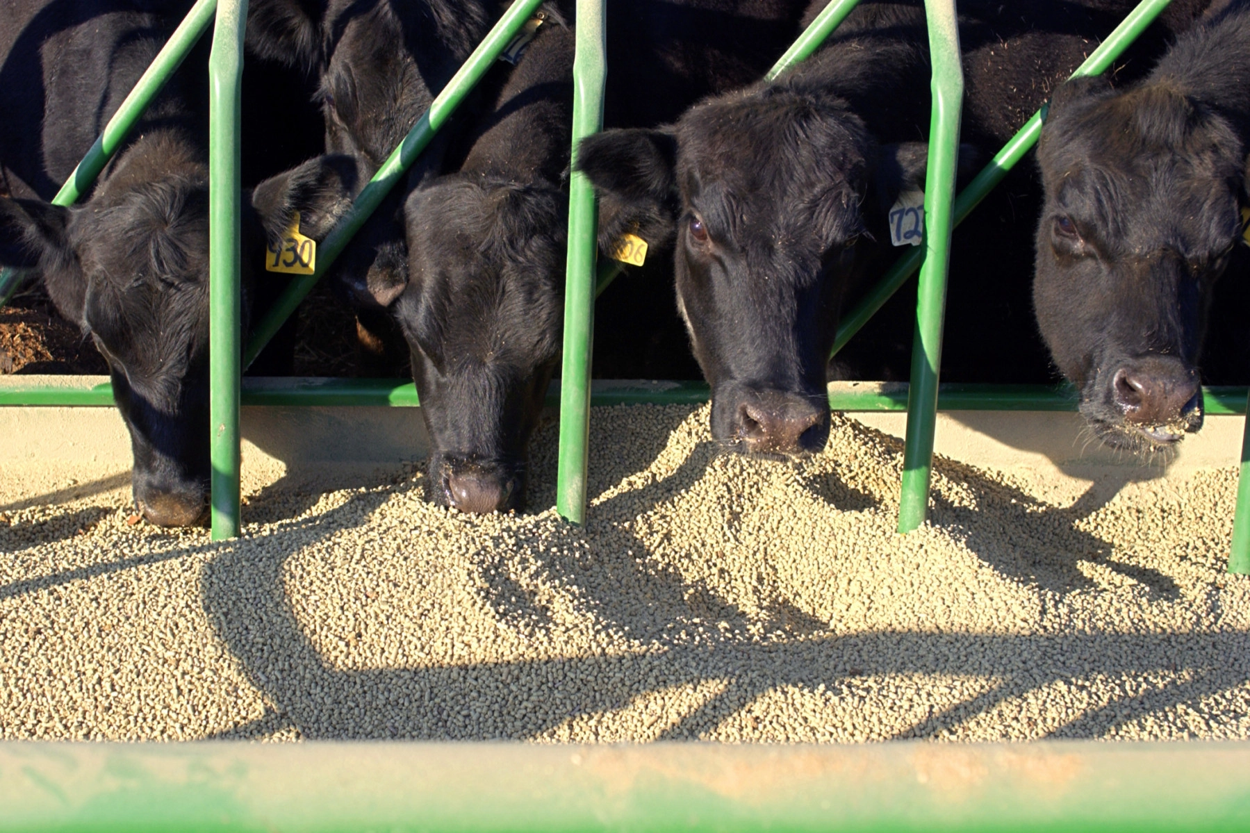 Four cows eating grain on a farm