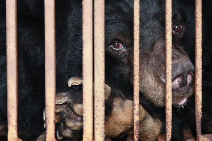 A bear kept in a cage for the cruel bear bile industry.