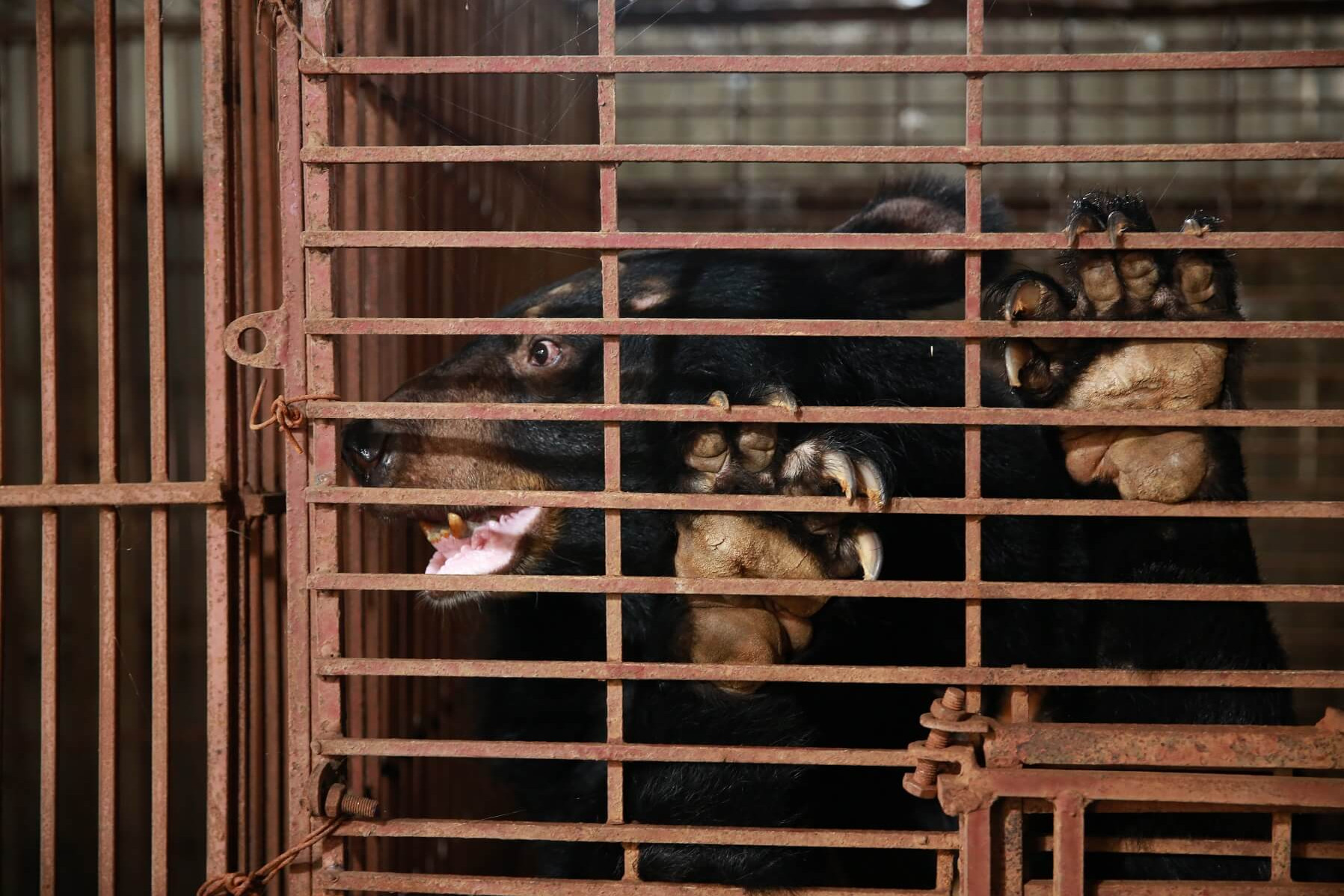 Bear in a cage Vietnam