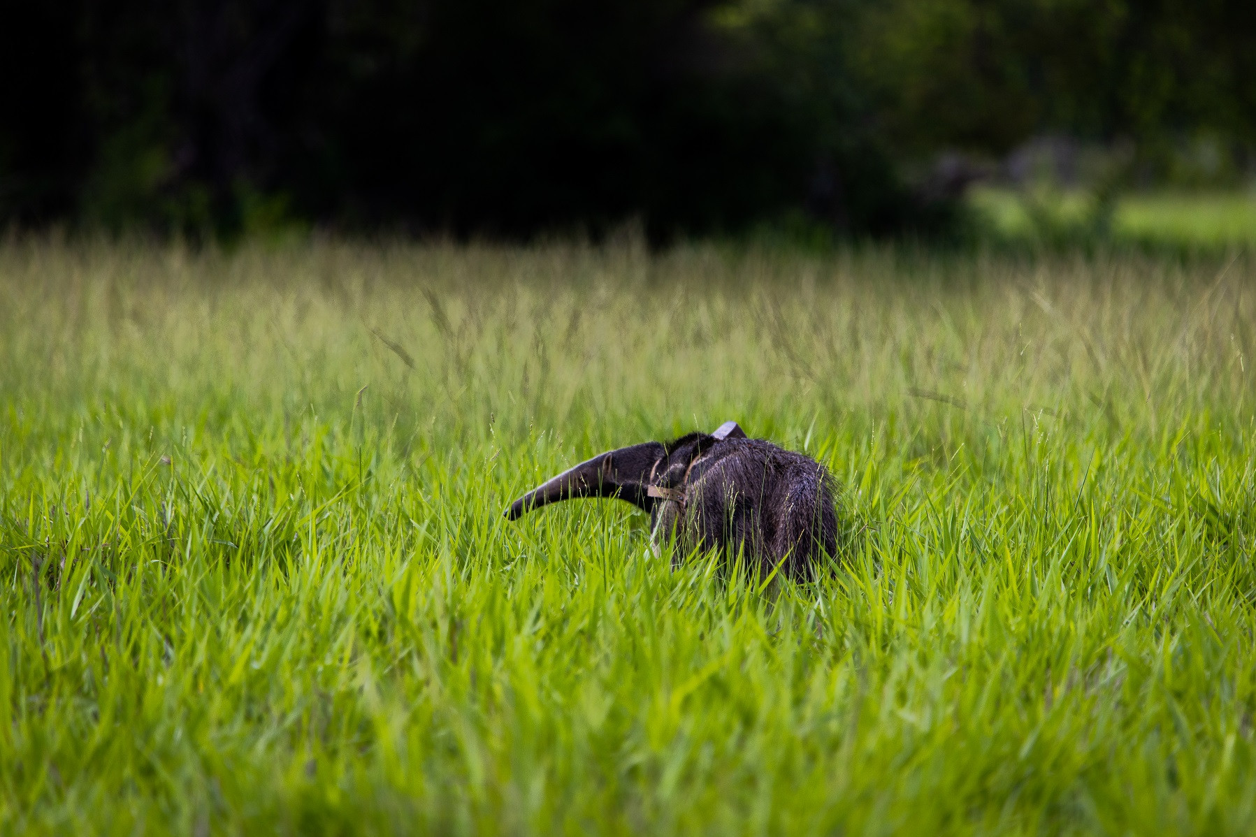 An anteater in the grass