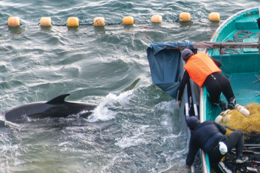 Wild dolphins being captured in Taiji, Japan