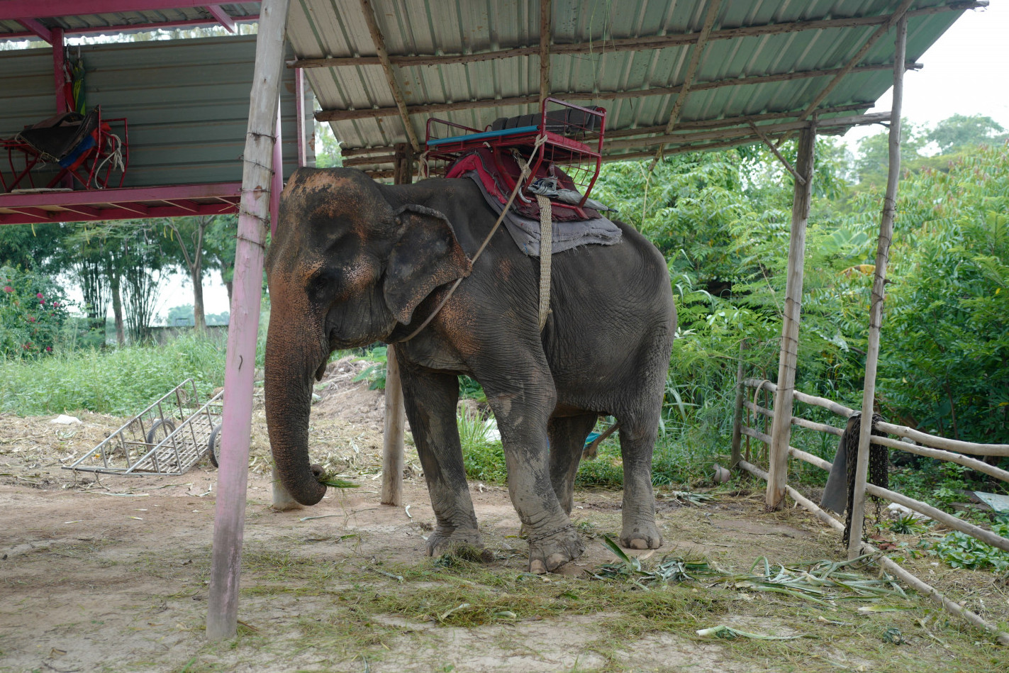 An elephant in a poor welfare venue