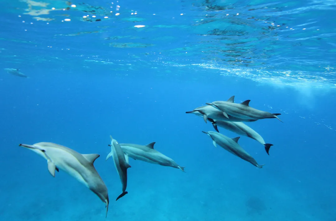 Dolphin facts | World Animal Protection