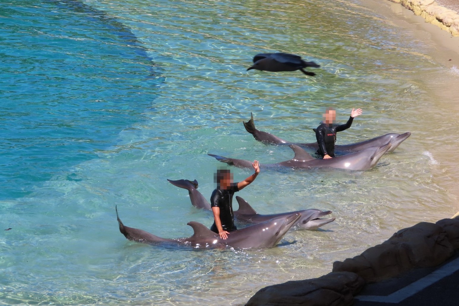 Dolphins performing at Sea World, Australia - World Animal Protection