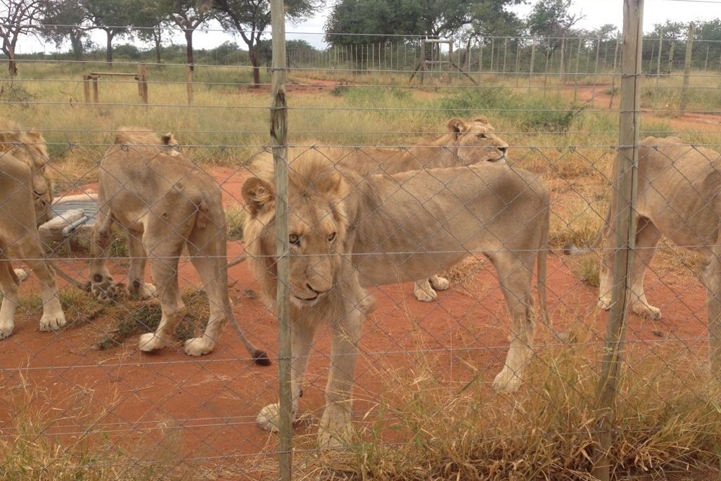 Lion farms putting lives of animals and people at risk of disease | World Animal  Protection