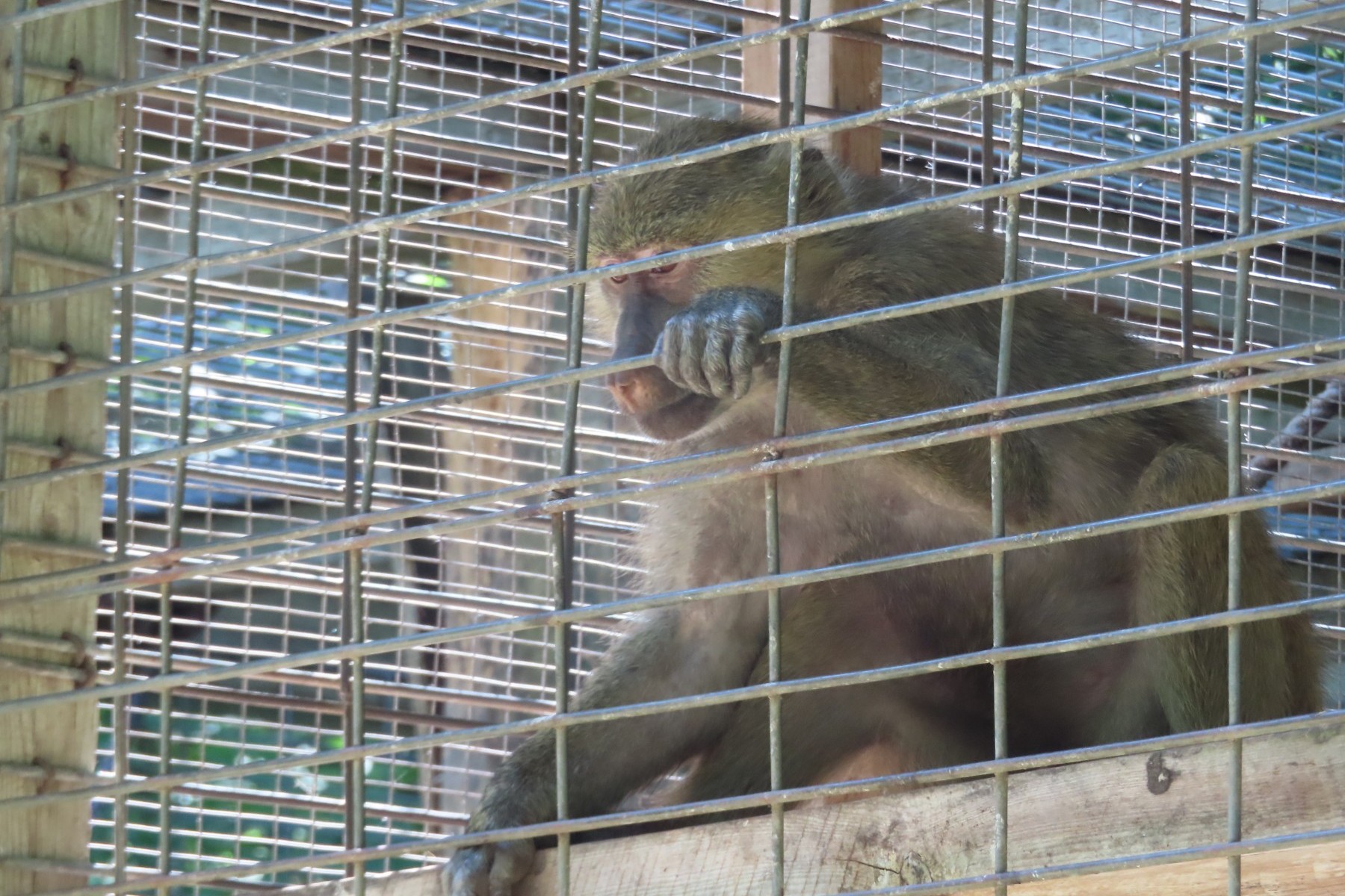 A baboon in a cage at a roadside zoo