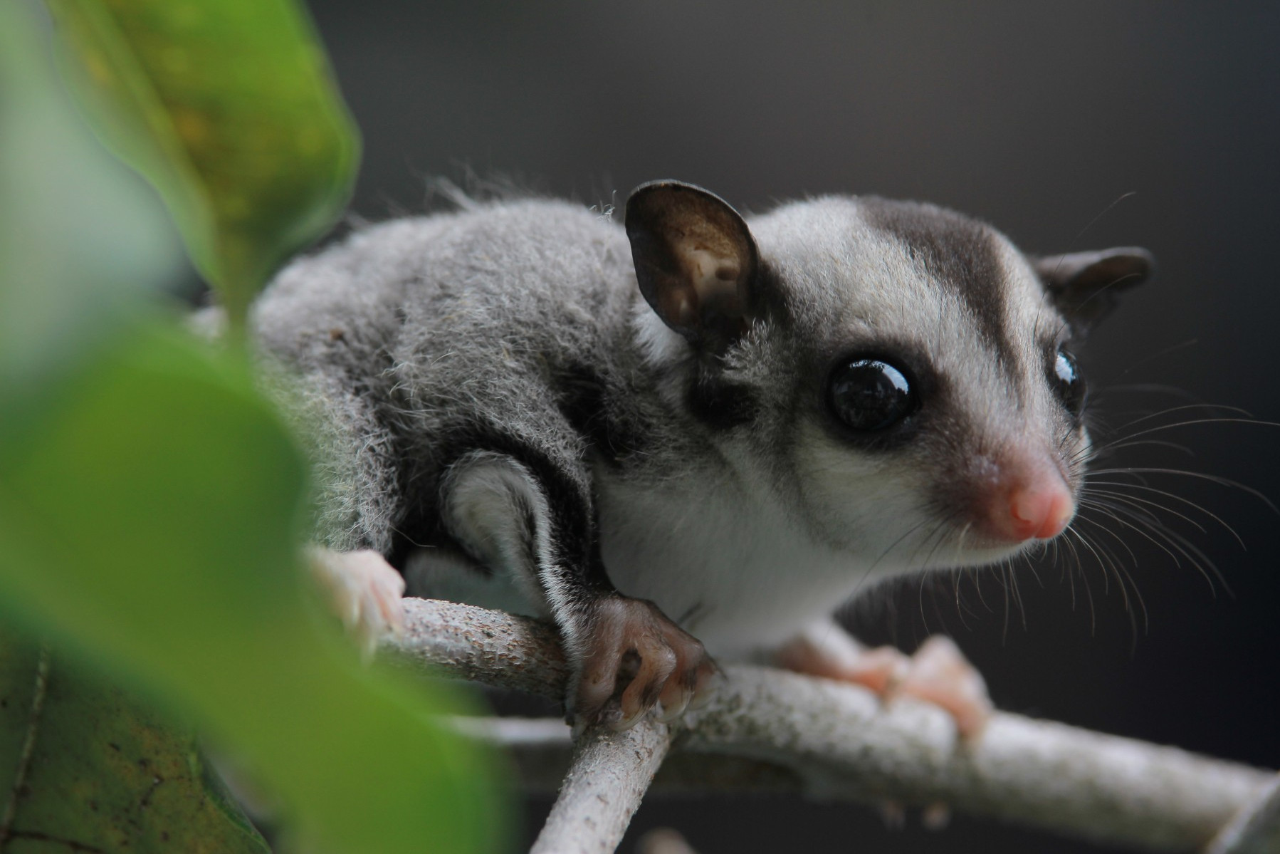 7 reasons we need to end the exotic pet trade | World Animal Protection