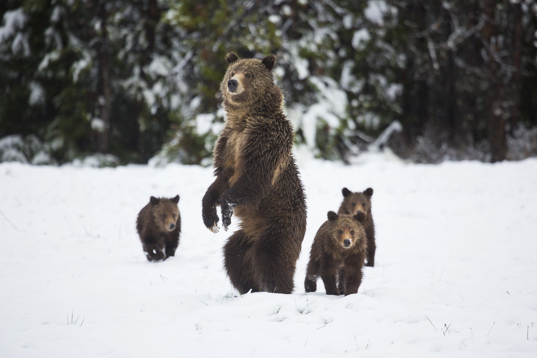 bears playing the snow