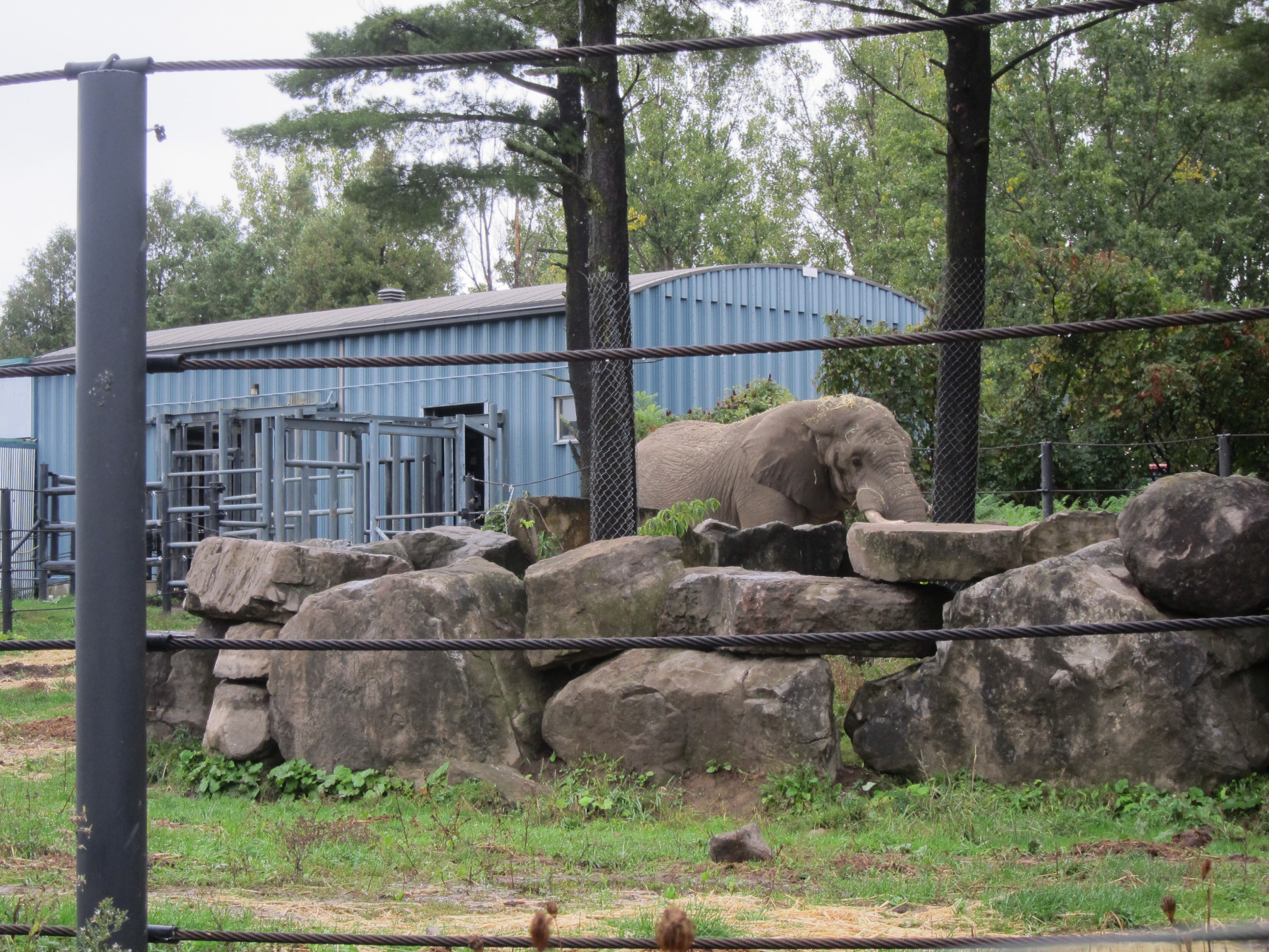 An elephant confined in a zoo in Quebec.