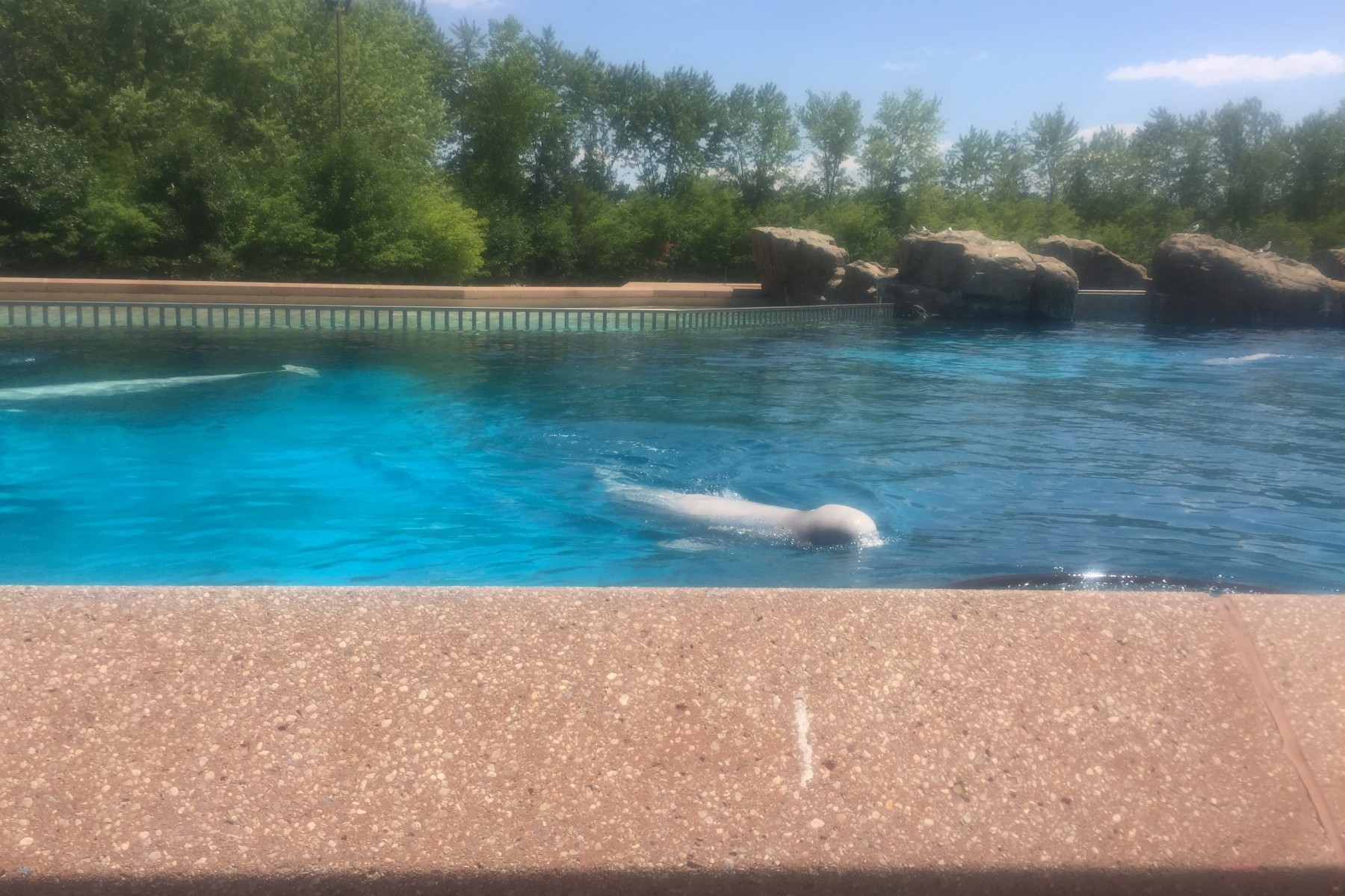 A beluga whale in a small tank at MarineLand in Ontario
