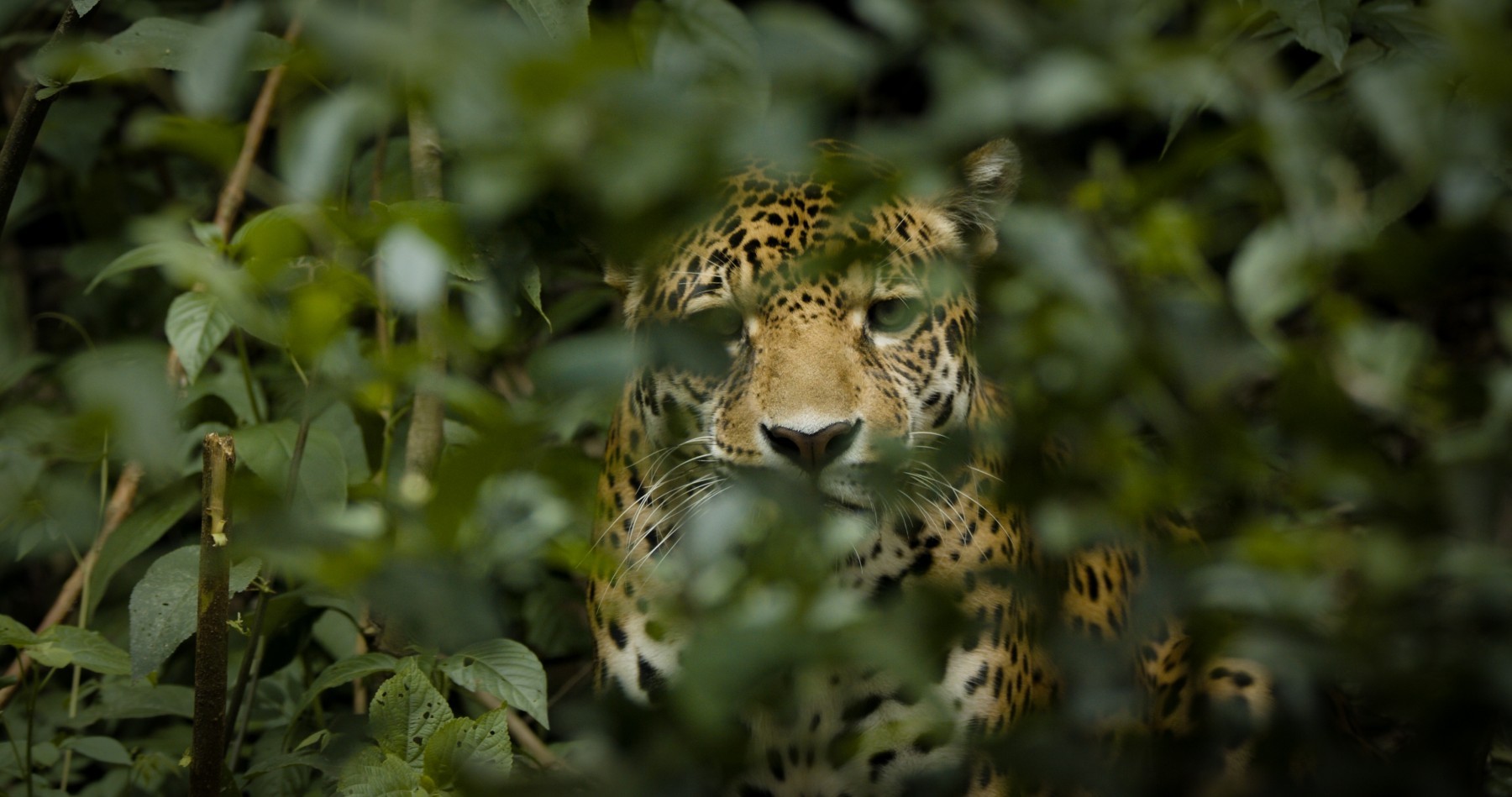 Jaguar Spirit is a World Animal Protection/National Geographic-funded film