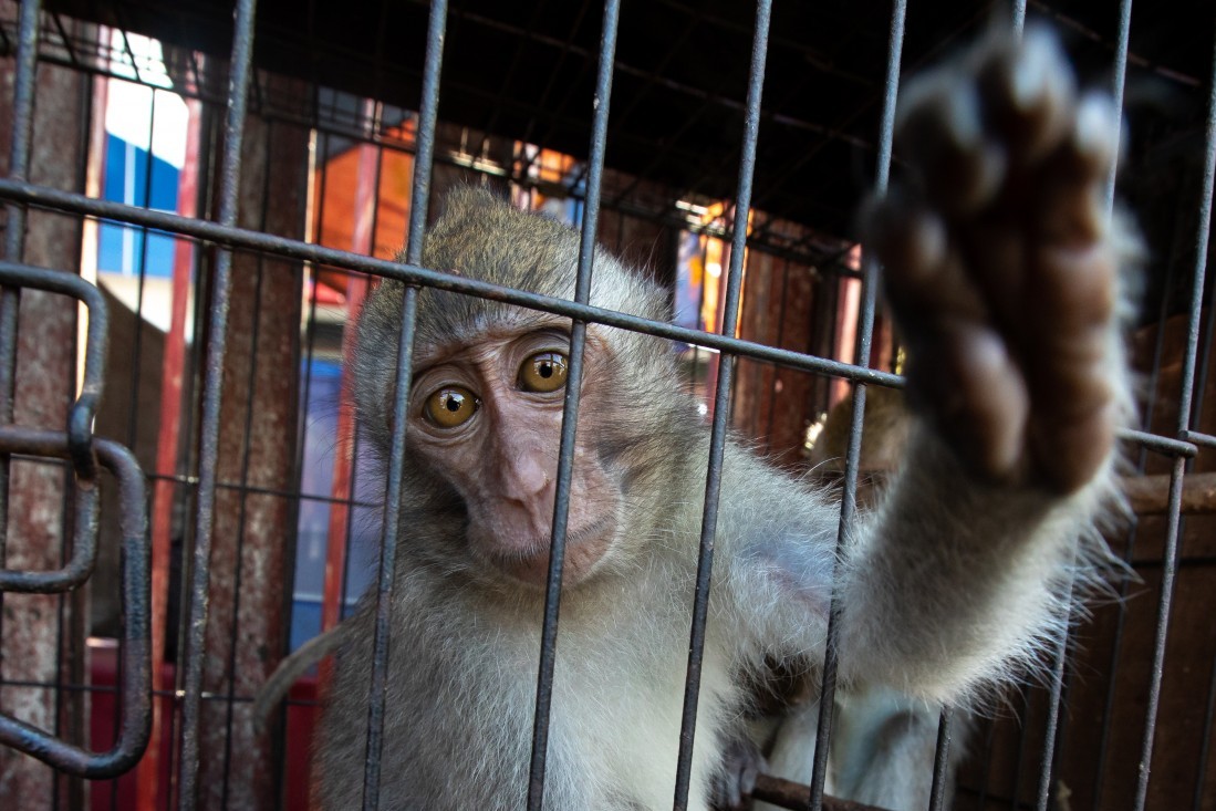 Macaque reach out of cage Jatinegara Jakarta