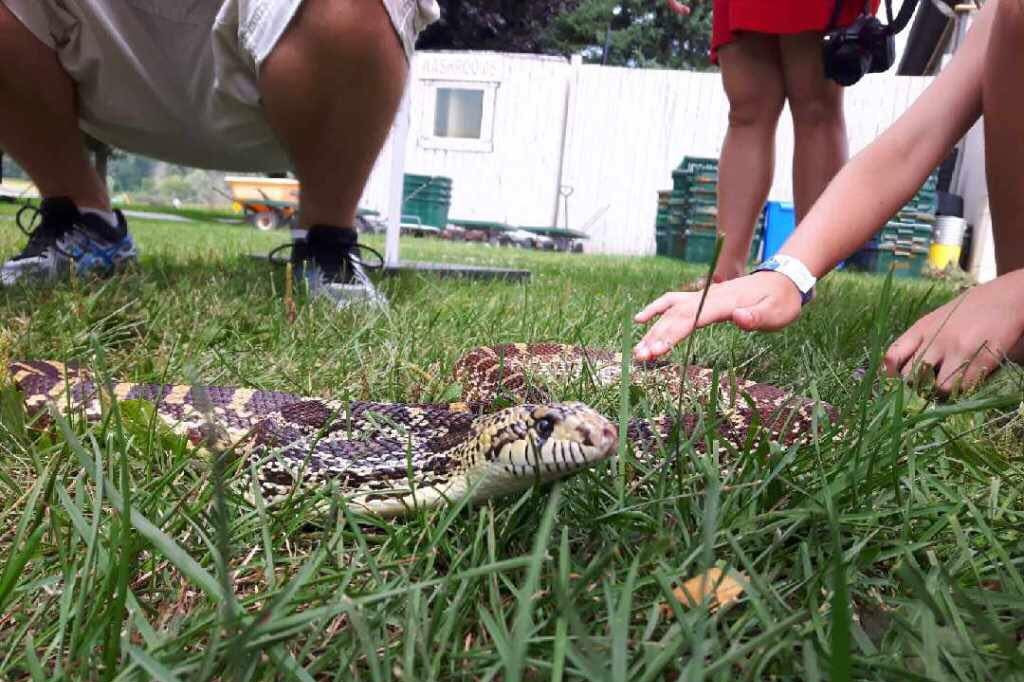 A snake in the grass at a Mobile Live Animal Program.