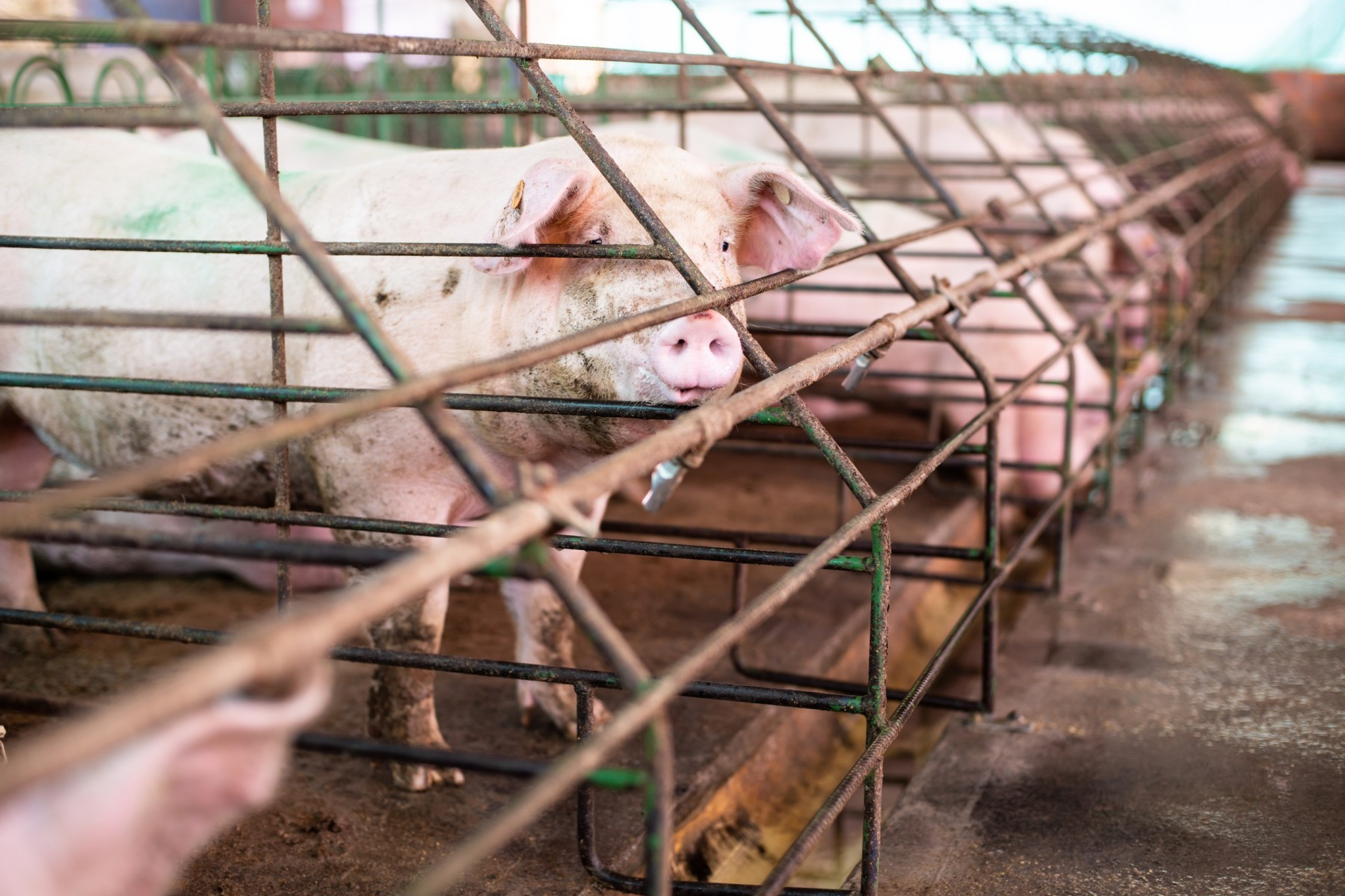 Pig looking through cage on factory farm - World Animal Protection - Animals in farming