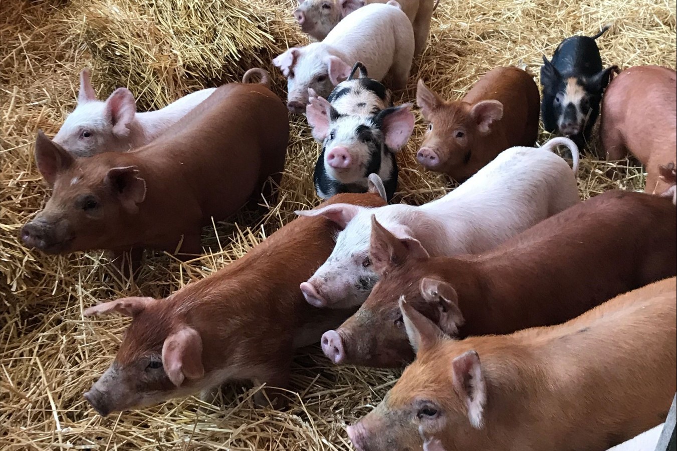 Pigs at a high welfare farm in the US - World Animal Protection