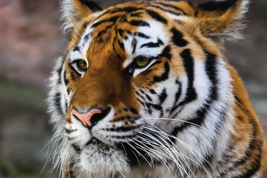 Tiger in captivity