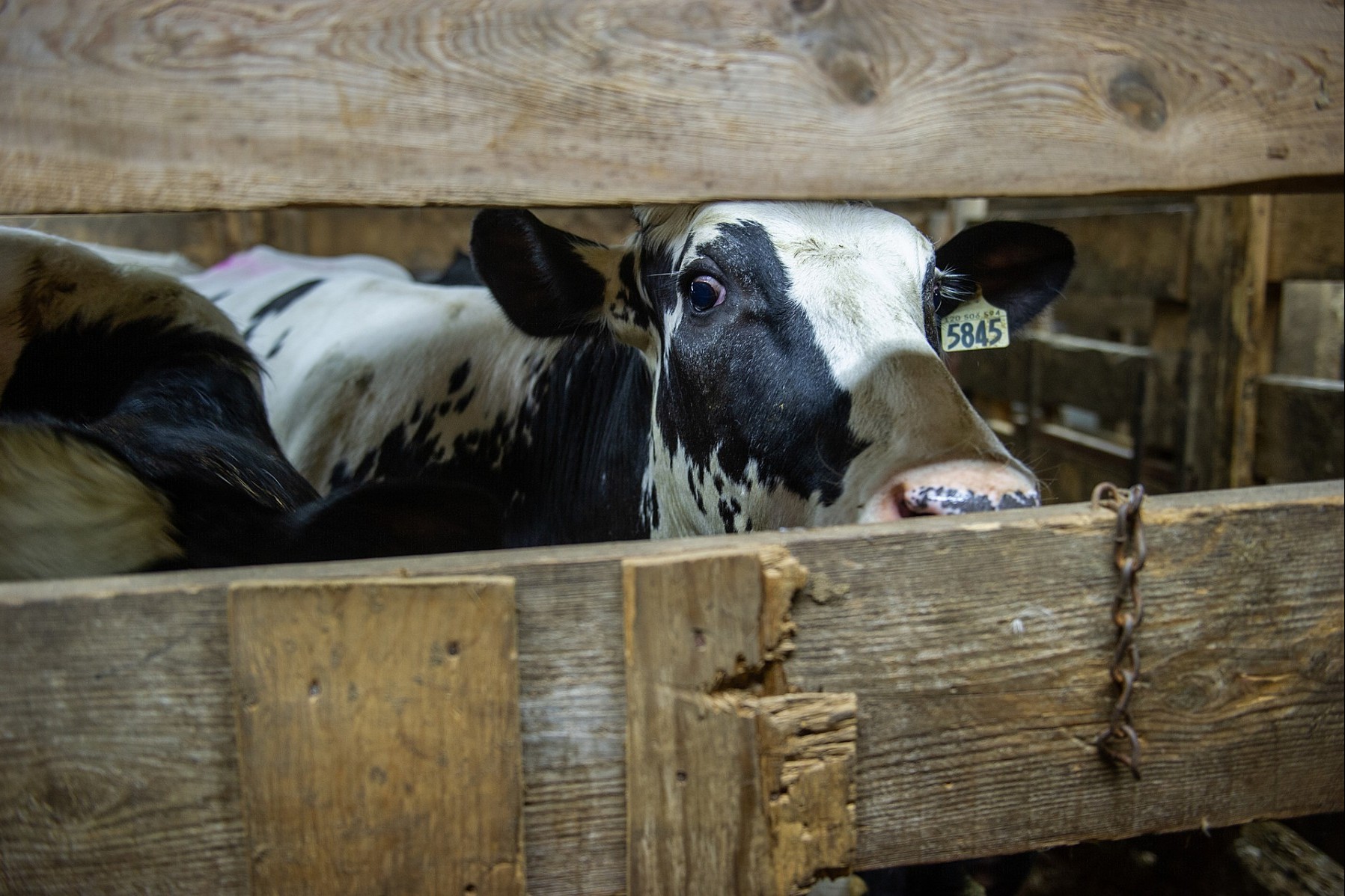 The neglected welfare of cull dairy cows: addressing the tragic reality for  end-of-life dairy cows in Canada | World Animal Protection