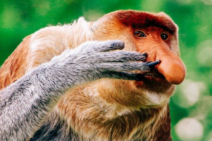 Pictured: a proboscis monkey